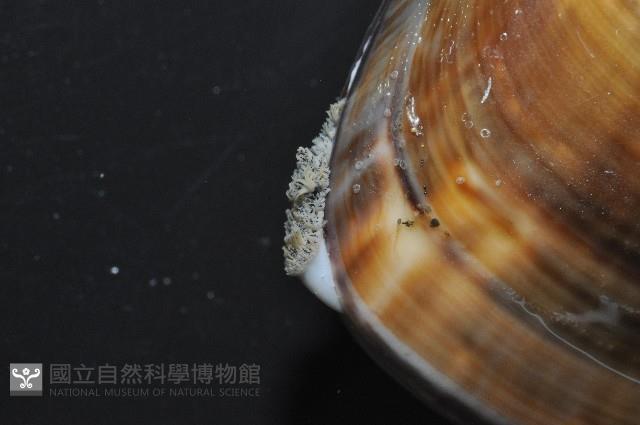 文蛤藏品圖，第4張