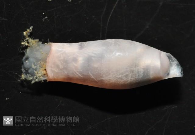 筒蝶螺藏品圖，第4張