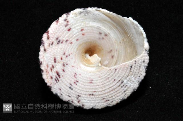 花斑鐘螺藏品圖，第4張