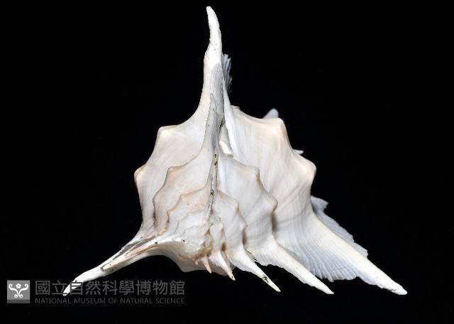 岩石芭蕉螺藏品圖，第4張