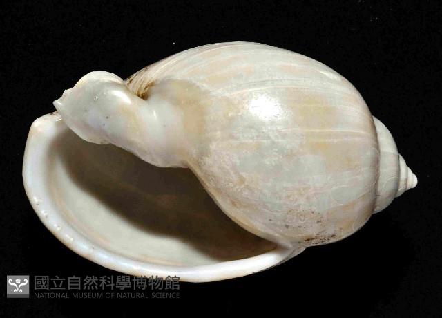 日本斑點小鬘螺藏品圖，第4張