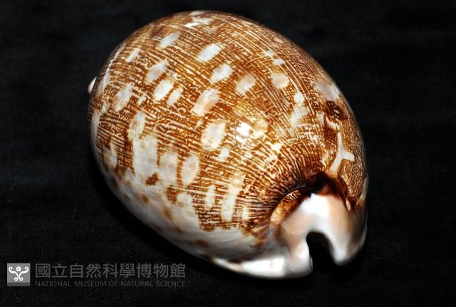地圖寶螺藏品圖，第4張