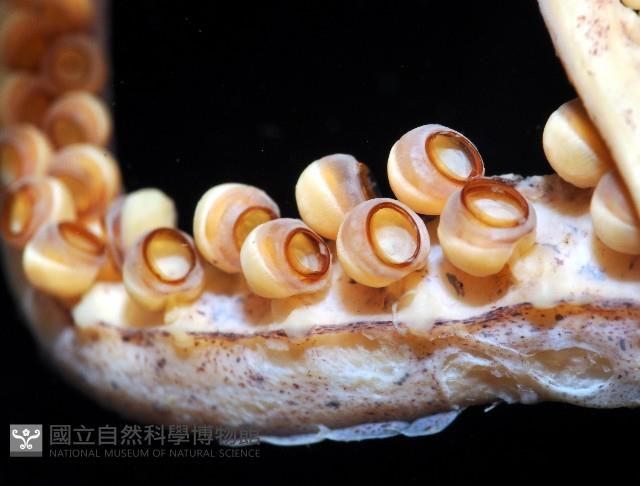 龍氏爪魷魚藏品圖，第4張