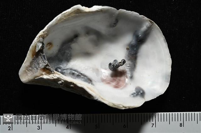 大牡蠣(葡萄牙牡蠣)藏品圖，第4張