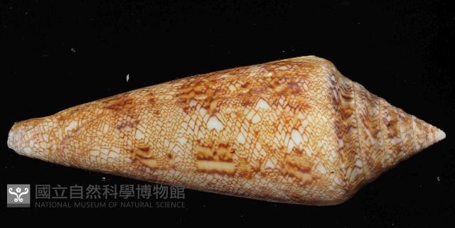 海之榮光芋螺藏品圖，第4張