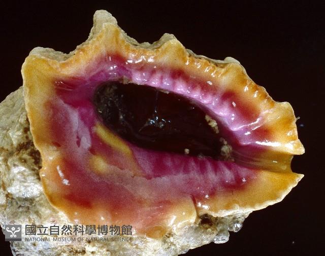 玫瑰岩螺藏品圖，第4張
