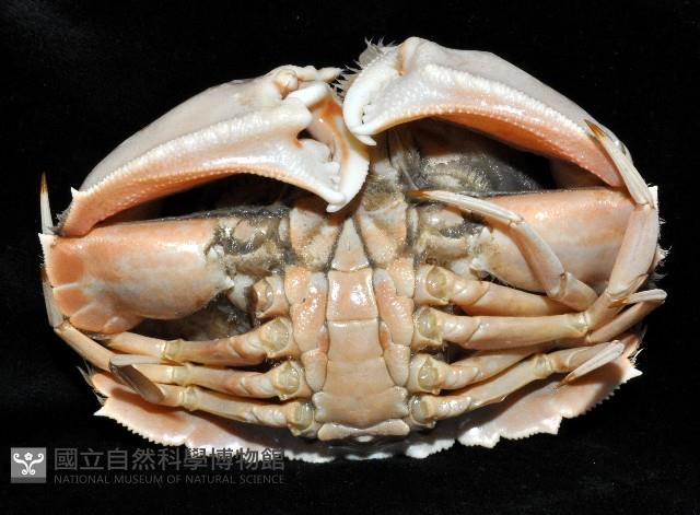 卷折饅頭蟹藏品圖，第4張