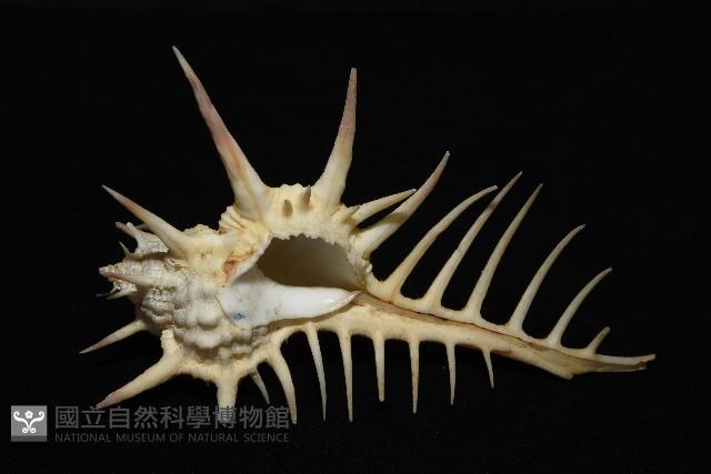 黑刺骨螺藏品圖，第4張