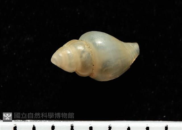 觀音渦筆螺藏品圖，第4張