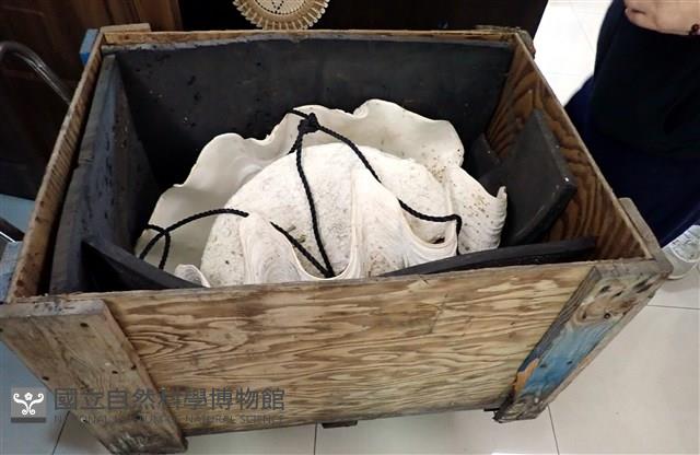 巨硨磲蛤藏品圖，第4張
