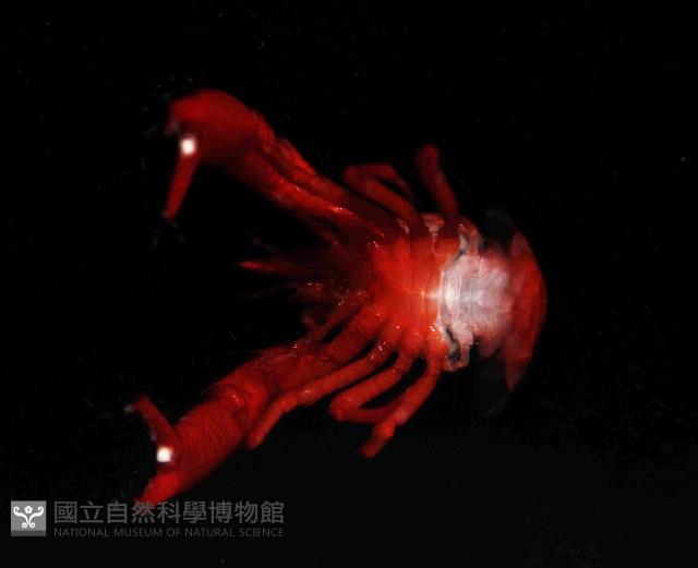 美麗異鎧蝦藏品圖，第4張