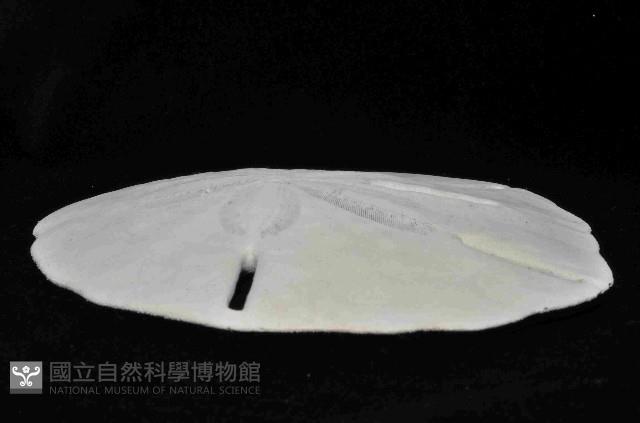 等格蜜餅海膽藏品圖，第4張