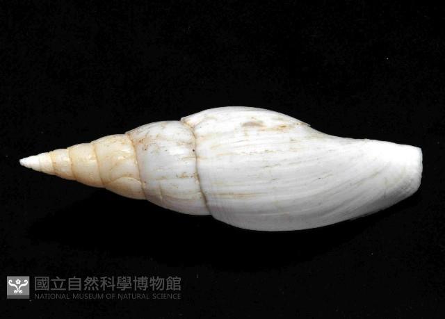 香蕉筆螺藏品圖，第4張