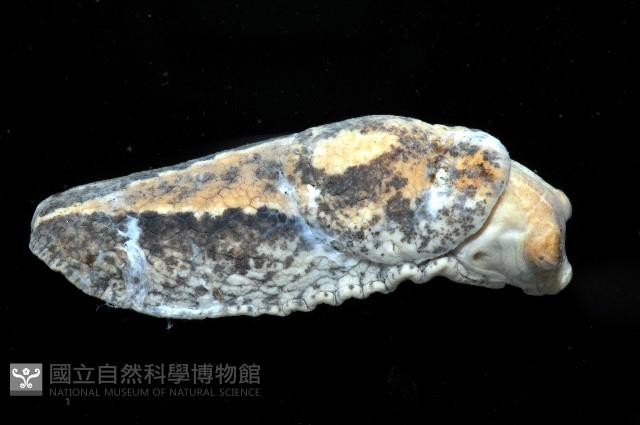 等陽高山蛞蝓藏品圖，第4張
