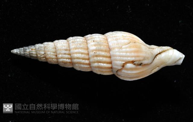 明輝蛹筆螺藏品圖，第4張