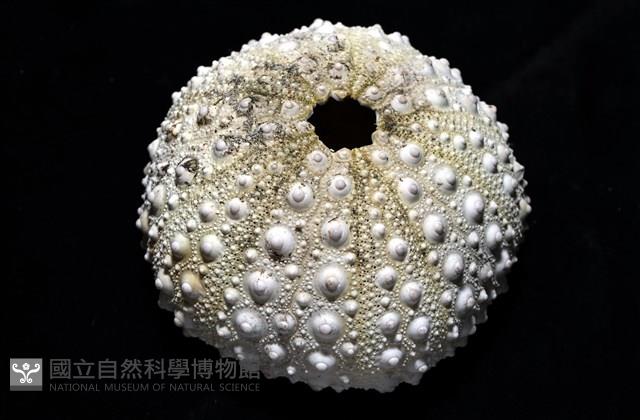 口鰓海膽藏品圖，第4張