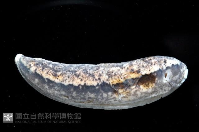 寶山蛞蝓(新種)藏品圖，第4張