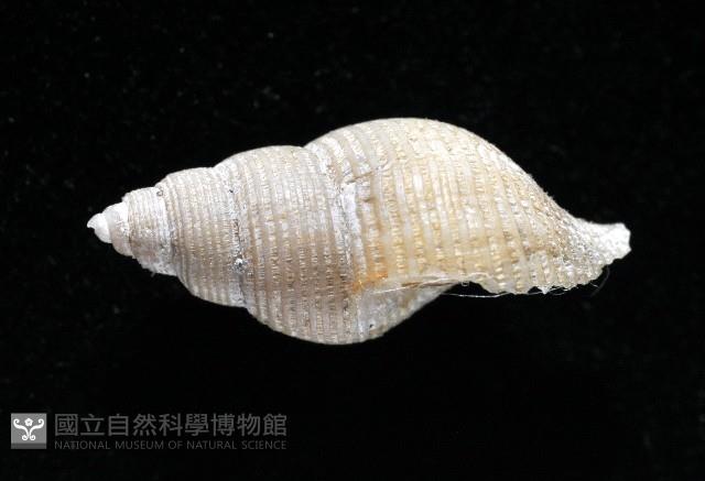 大溪峨螺(新種)藏品圖，第4張