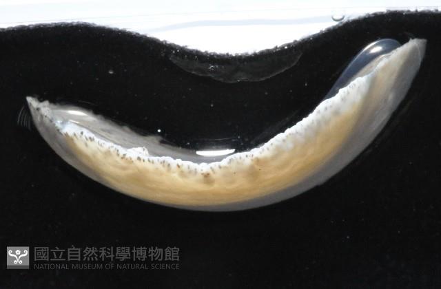 大盤扁蟲藏品圖，第4張