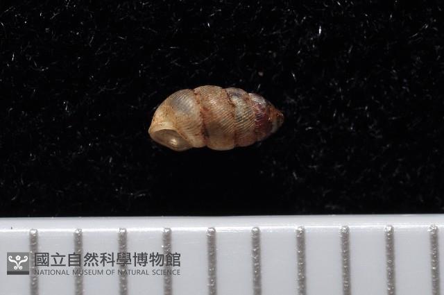 合歡芝麻蝸牛藏品圖，第4張