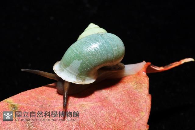 台灣青山蝸牛藏品圖，第4張