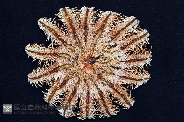 棘冠海星(長棘海星)藏品圖，第4張