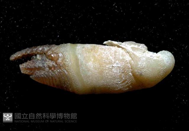 尼科巴石茗荷藏品圖，第4張