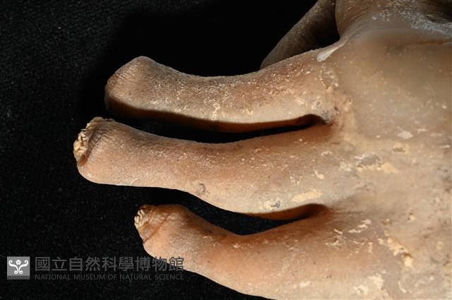 寄居蟹鞘群海葵藏品圖，第4張