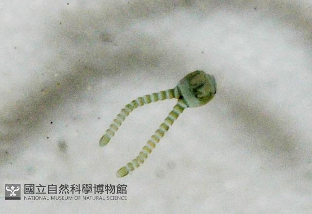 新種昆陽地蜈蚣藏品圖，第4張
