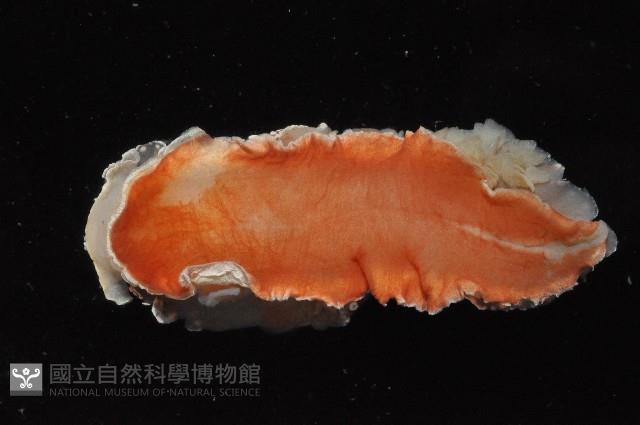 舌片鰓海蛞蝓藏品圖，第4張