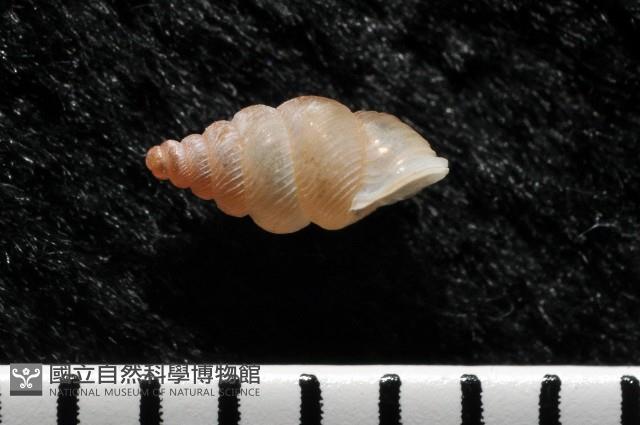 石山芝麻蝸藏品圖，第4張