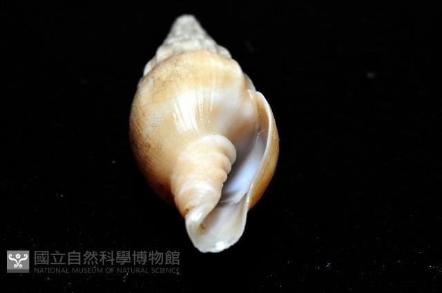 德華東沙蛹筆螺藏品圖，第4張