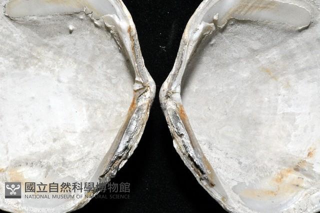 台灣滿月蛤藏品圖，第4張