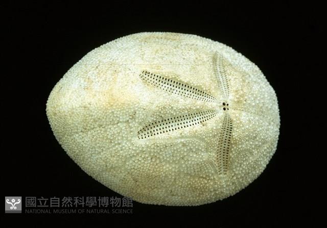 脊背壺海膽藏品圖，第4張