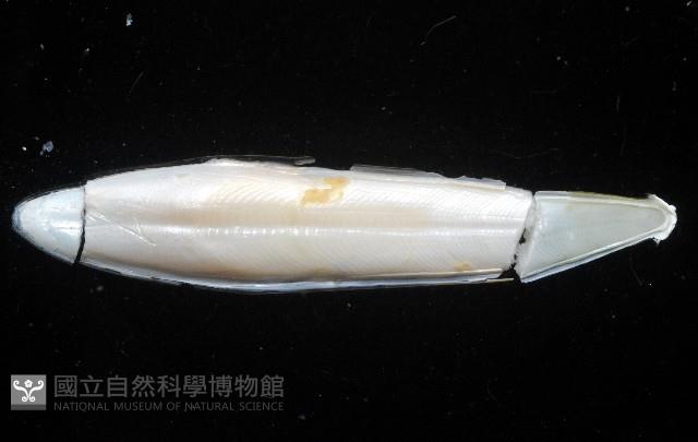 叉尾烏賊藏品圖，第4張