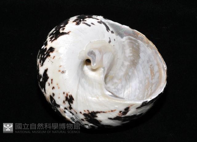 加勒比海鐘螺藏品圖，第4張