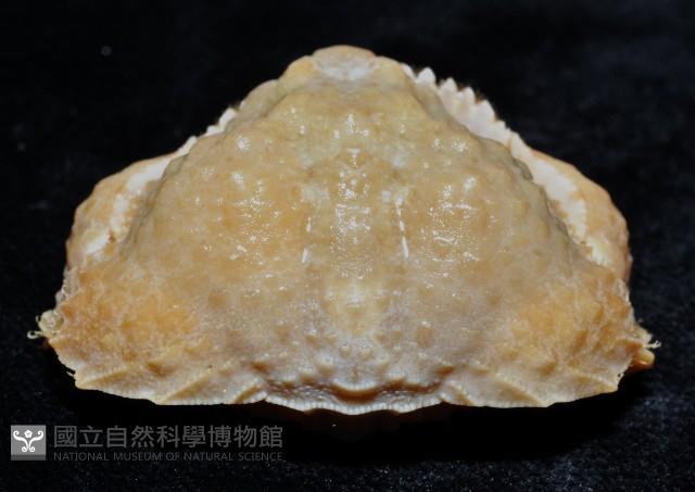 公雞饅頭蟹藏品圖，第4張