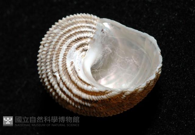 珍珠鐘螺藏品圖，第4張