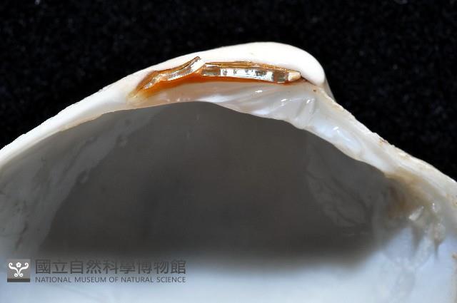 船首簾蛤藏品圖，第4張