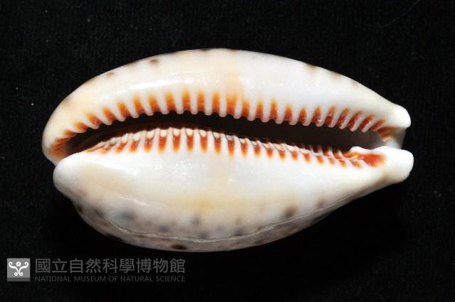 山貓寶螺藏品圖，第4張