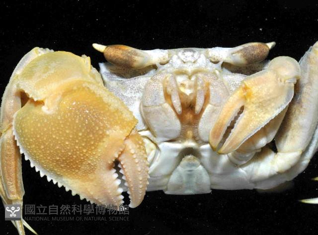 摩敦沙蟹藏品圖，第4張