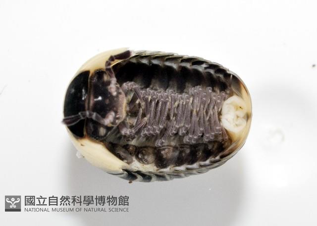 奇妙摩氏球馬陸藏品圖，第4張