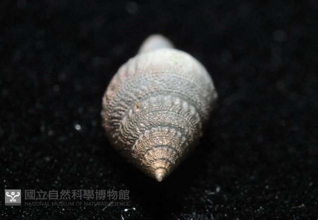 新種芋螺超科螺類藏品圖，第4張