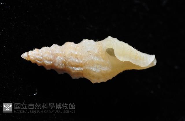 葉脈捲管螺藏品圖，第4張