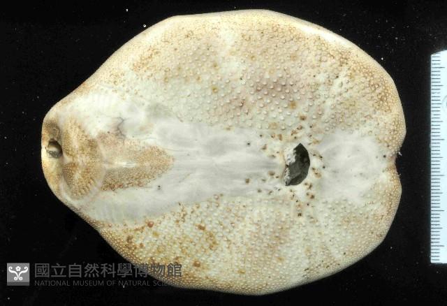 秀麗布萊海膽藏品圖，第4張
