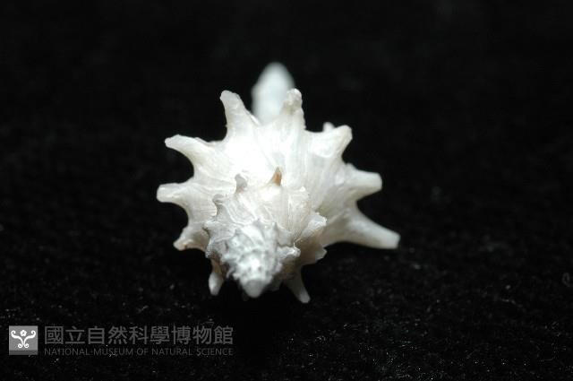 柯孫骨螺(新種)藏品圖，第4張