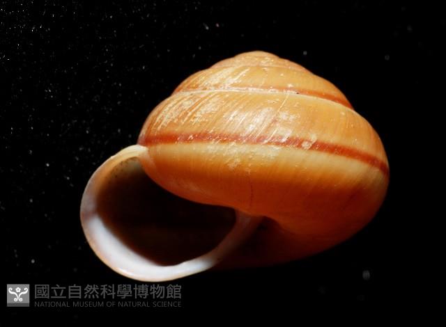 紅左旋栗蝸牛藏品圖，第4張