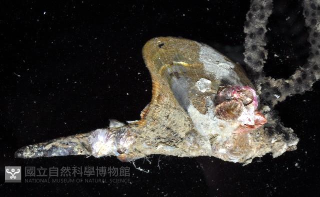 皮亞氏鶯蛤藏品圖，第4張