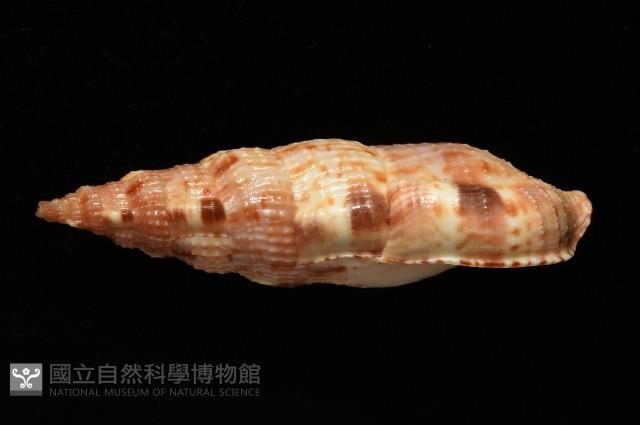 小平頭布紋螺藏品圖，第4張