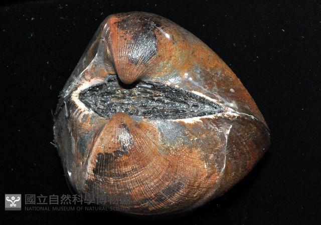 圓魁蛤藏品圖，第4張